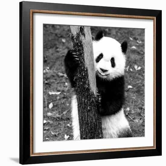 China 10MKm2 Collection - Giant Panda Baby-Philippe Hugonnard-Framed Photographic Print