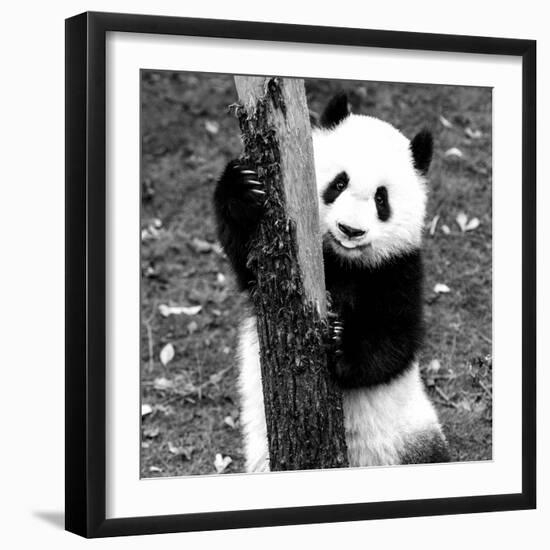 China 10MKm2 Collection - Giant Panda Baby-Philippe Hugonnard-Framed Photographic Print