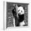 China 10MKm2 Collection - Giant Panda Baby-Philippe Hugonnard-Framed Photographic Print