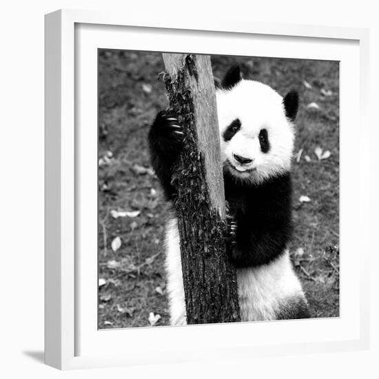 China 10MKm2 Collection - Giant Panda Baby-Philippe Hugonnard-Framed Photographic Print