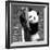 China 10MKm2 Collection - Giant Panda Baby-Philippe Hugonnard-Framed Photographic Print