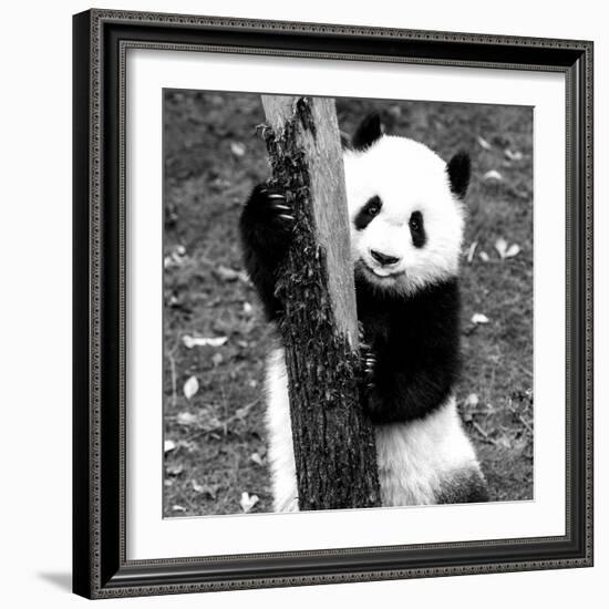 China 10MKm2 Collection - Giant Panda Baby-Philippe Hugonnard-Framed Photographic Print