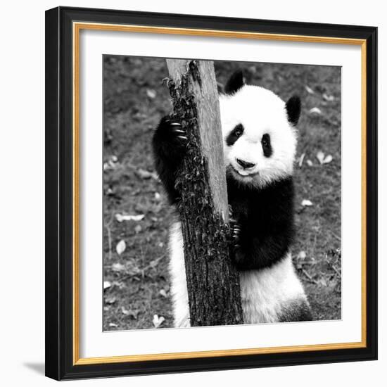 China 10MKm2 Collection - Giant Panda Baby-Philippe Hugonnard-Framed Photographic Print