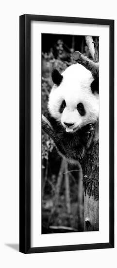 China 10MKm2 Collection - Giant Panda Baby-Philippe Hugonnard-Framed Photographic Print