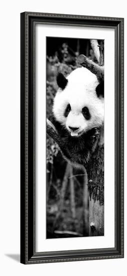 China 10MKm2 Collection - Giant Panda Baby-Philippe Hugonnard-Framed Photographic Print