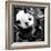 China 10MKm2 Collection - Giant Panda Baby-Philippe Hugonnard-Framed Photographic Print