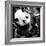 China 10MKm2 Collection - Giant Panda Baby-Philippe Hugonnard-Framed Photographic Print