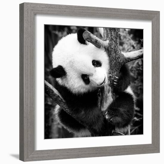 China 10MKm2 Collection - Giant Panda Baby-Philippe Hugonnard-Framed Photographic Print