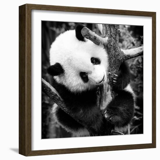 China 10MKm2 Collection - Giant Panda Baby-Philippe Hugonnard-Framed Photographic Print