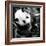 China 10MKm2 Collection - Giant Panda Baby-Philippe Hugonnard-Framed Photographic Print