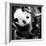 China 10MKm2 Collection - Giant Panda Baby-Philippe Hugonnard-Framed Photographic Print