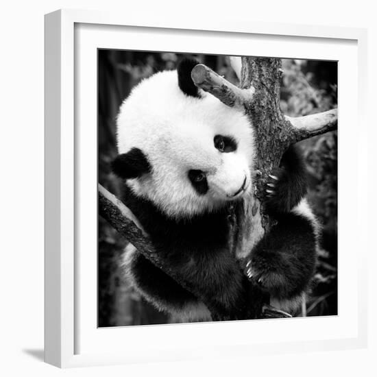 China 10MKm2 Collection - Giant Panda Baby-Philippe Hugonnard-Framed Photographic Print