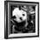 China 10MKm2 Collection - Giant Panda Baby-Philippe Hugonnard-Framed Photographic Print