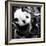 China 10MKm2 Collection - Giant Panda Baby-Philippe Hugonnard-Framed Photographic Print