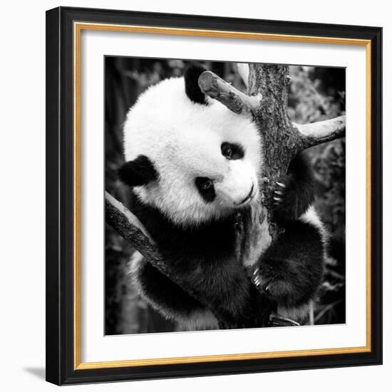 China 10MKm2 Collection - Giant Panda Baby-Philippe Hugonnard-Framed Photographic Print