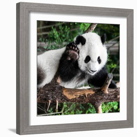 China 10MKm2 Collection - Giant Panda Baby-Philippe Hugonnard-Framed Photographic Print