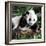 China 10MKm2 Collection - Giant Panda Baby-Philippe Hugonnard-Framed Photographic Print