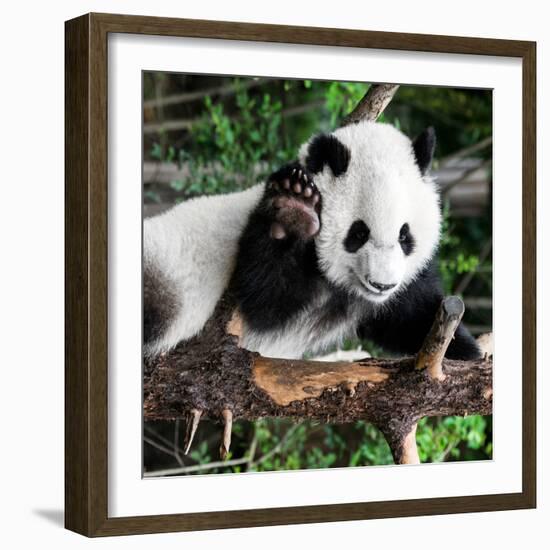 China 10MKm2 Collection - Giant Panda Baby-Philippe Hugonnard-Framed Photographic Print