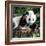 China 10MKm2 Collection - Giant Panda Baby-Philippe Hugonnard-Framed Photographic Print