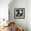 China 10MKm2 Collection - Giant Panda Baby-Philippe Hugonnard-Framed Photographic Print displayed on a wall