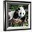 China 10MKm2 Collection - Giant Panda Baby-Philippe Hugonnard-Framed Photographic Print