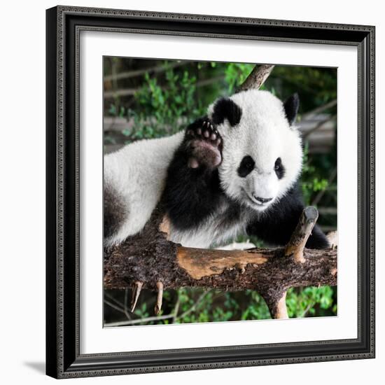 China 10MKm2 Collection - Giant Panda Baby-Philippe Hugonnard-Framed Photographic Print