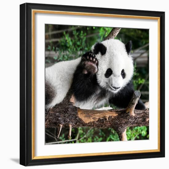 China 10MKm2 Collection - Giant Panda Baby-Philippe Hugonnard-Framed Photographic Print