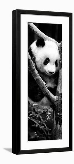 China 10MKm2 Collection - Giant Panda Baby-Philippe Hugonnard-Framed Photographic Print