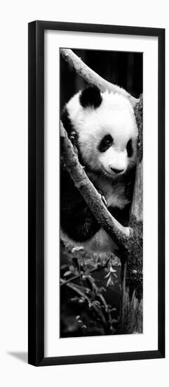 China 10MKm2 Collection - Giant Panda Baby-Philippe Hugonnard-Framed Photographic Print