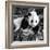 China 10MKm2 Collection - Giant Panda Baby-Philippe Hugonnard-Framed Photographic Print