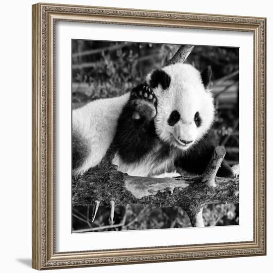 China 10MKm2 Collection - Giant Panda Baby-Philippe Hugonnard-Framed Photographic Print