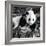 China 10MKm2 Collection - Giant Panda Baby-Philippe Hugonnard-Framed Photographic Print