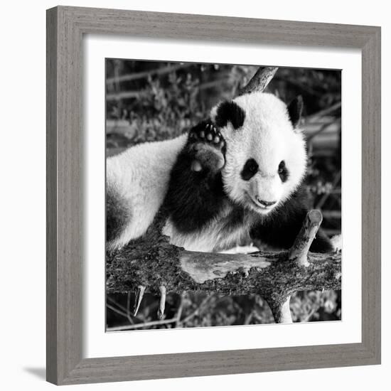 China 10MKm2 Collection - Giant Panda Baby-Philippe Hugonnard-Framed Photographic Print