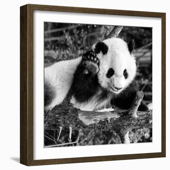 China 10MKm2 Collection - Giant Panda Baby-Philippe Hugonnard-Framed Photographic Print