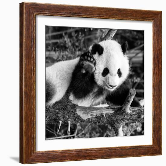 China 10MKm2 Collection - Giant Panda Baby-Philippe Hugonnard-Framed Photographic Print