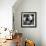 China 10MKm2 Collection - Giant Panda Baby-Philippe Hugonnard-Framed Photographic Print displayed on a wall