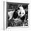 China 10MKm2 Collection - Giant Panda Baby-Philippe Hugonnard-Framed Photographic Print