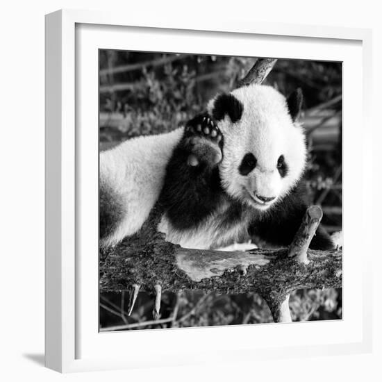 China 10MKm2 Collection - Giant Panda Baby-Philippe Hugonnard-Framed Photographic Print