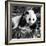 China 10MKm2 Collection - Giant Panda Baby-Philippe Hugonnard-Framed Photographic Print