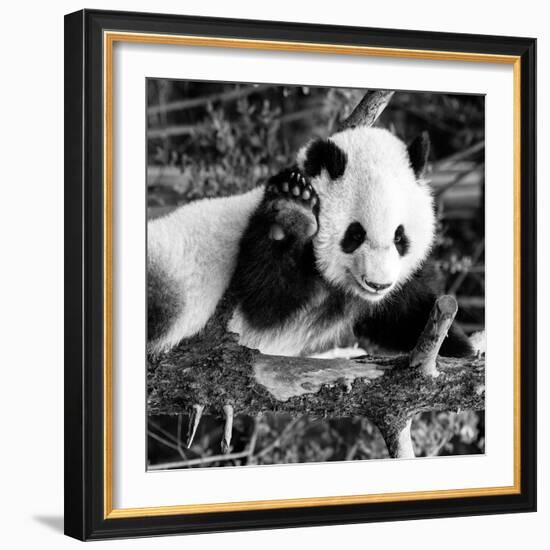 China 10MKm2 Collection - Giant Panda Baby-Philippe Hugonnard-Framed Photographic Print