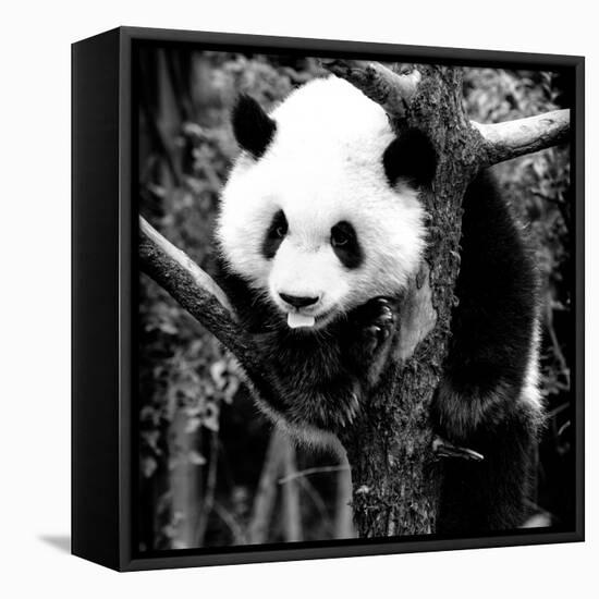 China 10MKm2 Collection - Giant Panda Baby-Philippe Hugonnard-Framed Premier Image Canvas