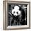 China 10MKm2 Collection - Giant Panda Baby-Philippe Hugonnard-Framed Photographic Print