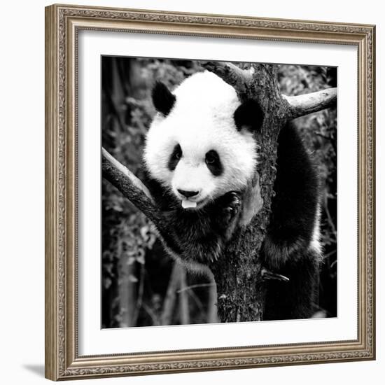 China 10MKm2 Collection - Giant Panda Baby-Philippe Hugonnard-Framed Photographic Print