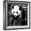 China 10MKm2 Collection - Giant Panda Baby-Philippe Hugonnard-Framed Photographic Print