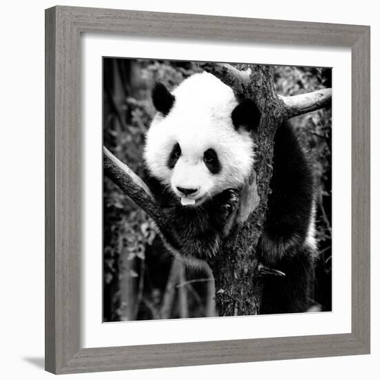 China 10MKm2 Collection - Giant Panda Baby-Philippe Hugonnard-Framed Photographic Print