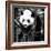 China 10MKm2 Collection - Giant Panda Baby-Philippe Hugonnard-Framed Photographic Print