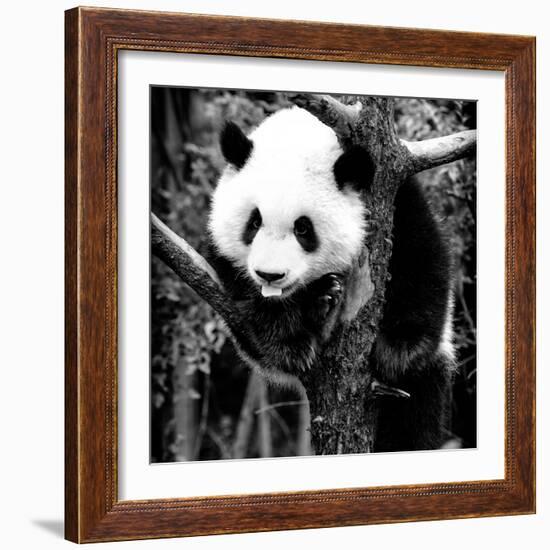 China 10MKm2 Collection - Giant Panda Baby-Philippe Hugonnard-Framed Photographic Print