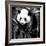 China 10MKm2 Collection - Giant Panda Baby-Philippe Hugonnard-Framed Photographic Print