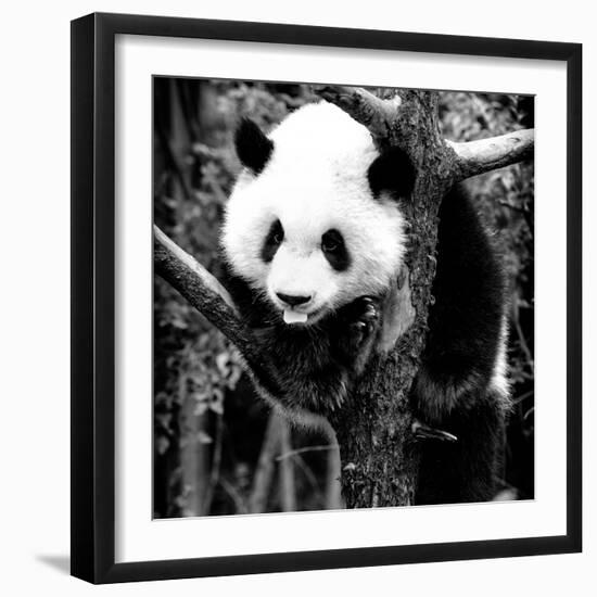 China 10MKm2 Collection - Giant Panda Baby-Philippe Hugonnard-Framed Photographic Print