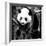 China 10MKm2 Collection - Giant Panda Baby-Philippe Hugonnard-Framed Photographic Print